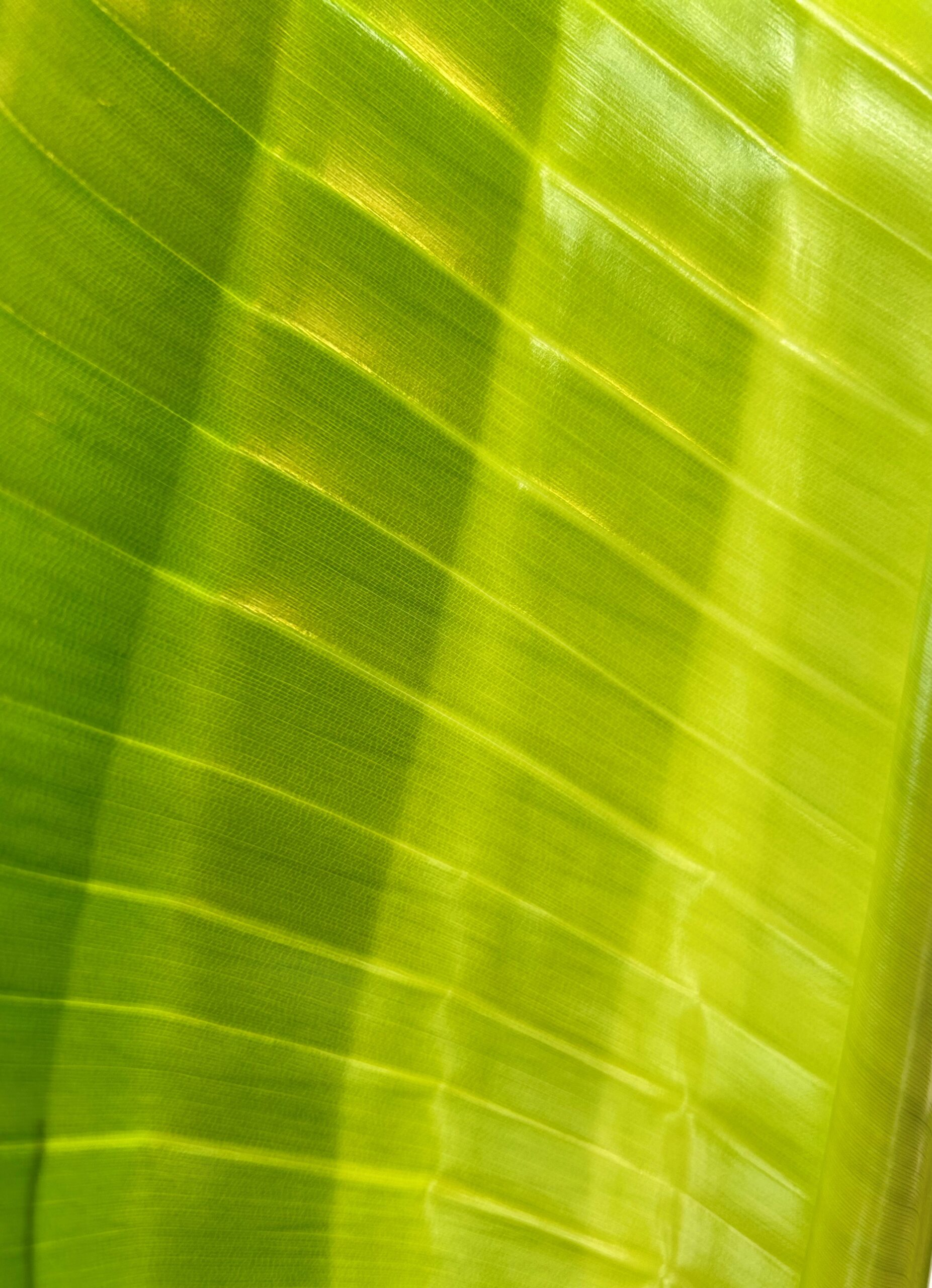 Paradijsvogelplant - Christelijke Gedichten